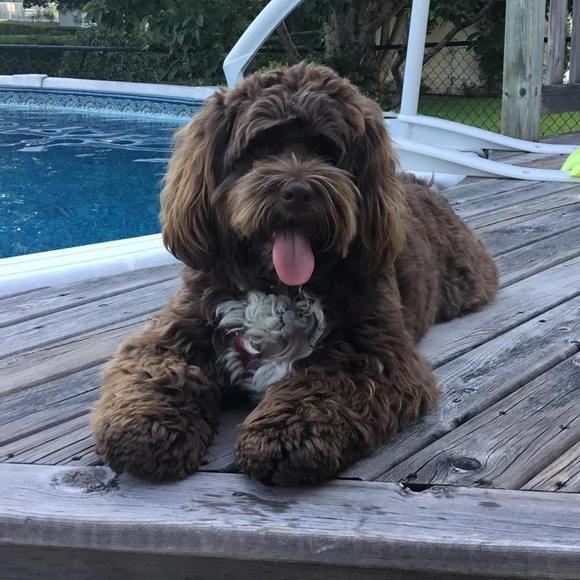 Meet your Posher, Emma - Picture 1 of 1